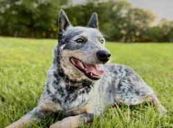 Lost Female Dog last seen Old SR 207, Elkton, FL 32033