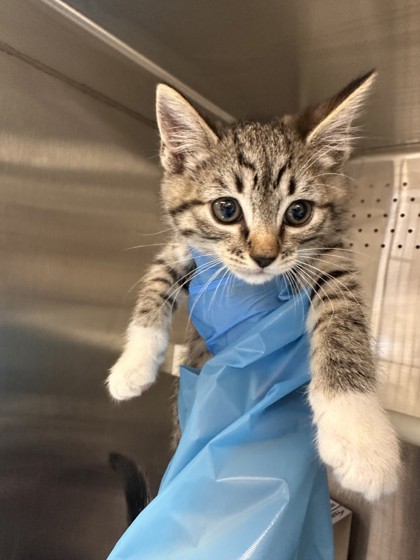 Shelter Stray Female Cat last seen Vernon St and C St, Roseville City, CA, 200 Tahoe Ave, Roseville, CA 95678, USA