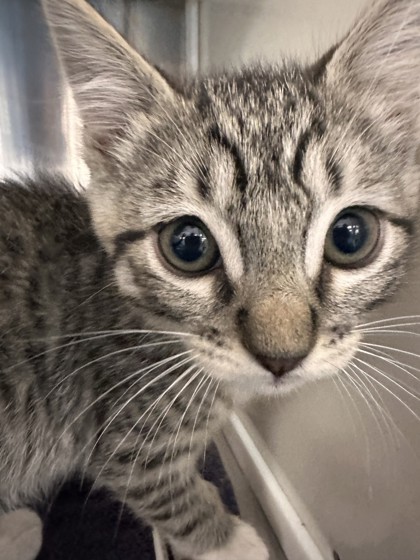 Shelter Stray Male Cat last seen Vernon St and C St, Roseville City, CA, 200 Tahoe Ave, Roseville, CA 95678, USA