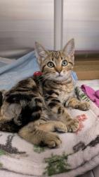 Shelter Stray Female Cat last seen I-470 E & US Highway 71, Kansas City, MO 64137, 64137, MO, 7077 Elmwood Ave, Kansas City, MO 64132, USA