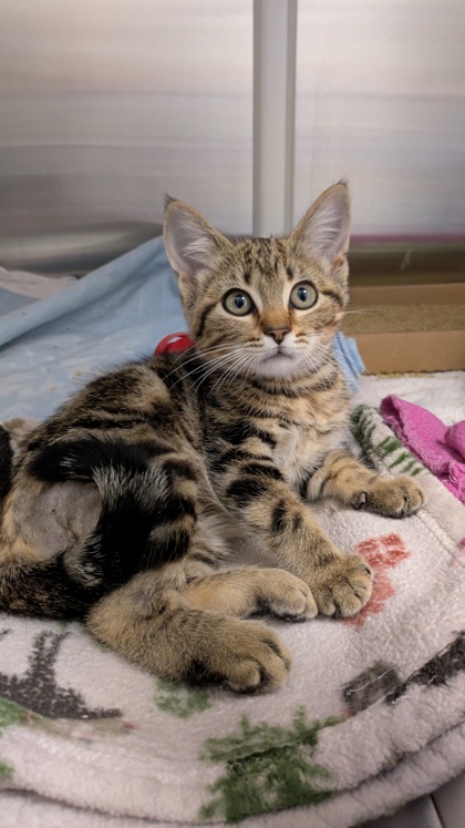 Shelter Stray Female Cat last seen I-470 E & US Highway 71, Kansas City, MO 64137, 64137, MO, 7077 Elmwood Ave, Kansas City, MO 64132, USA