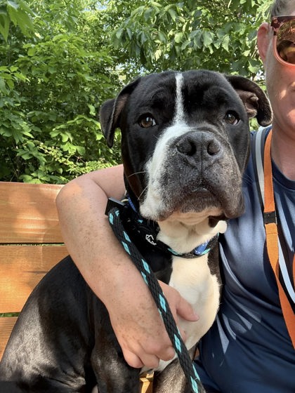 Shelter Stray Male Dog last seen Near Falls Rd, 21209, MD, 301 Stockholm St, Baltimore, MD 21230, USA