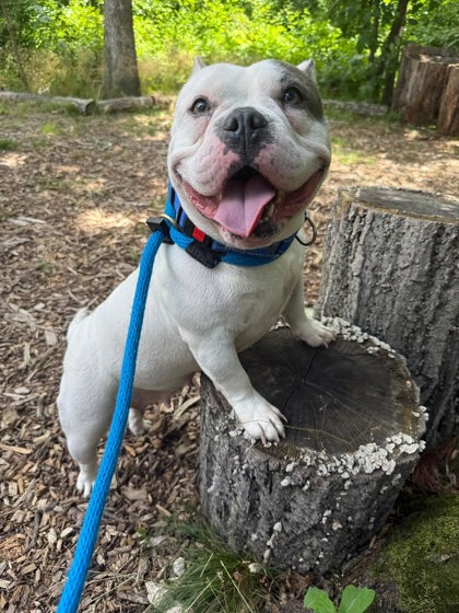 Shelter Stray Female Dog last seen Near Old York Rd, 21218, MD, 301 Stockholm St, Baltimore, MD 21230, USA