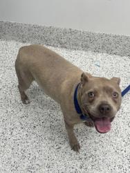 Shelter Stray Female Dog last seen Near campbellton rd sw, South Fulton, GA, 1251 Fulton Industrial Blvd NW, Atlanta, GA 30336, USA