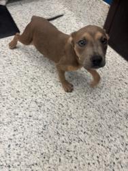 Shelter Stray Male Dog last seen Near Park Ave SE, Atlanta, GA, 1251 Fulton Industrial Blvd NW, Atlanta, GA 30336, USA