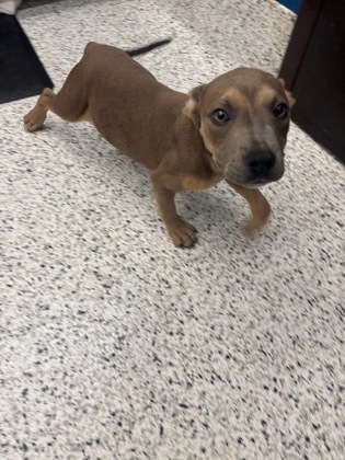 Shelter Stray Male Dog last seen Near Park Ave SE, Atlanta, GA, 1251 Fulton Industrial Blvd NW, Atlanta, GA 30336, USA