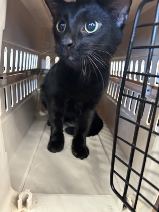 Shelter Stray Female Cat last seen Near Collier Dr NW, Atlanta, GA, 1251 Fulton Industrial Blvd NW, Atlanta, GA 30336, USA