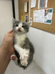 Shelter Stray Female Cat last seen Near block of holly, EVERMAN, TX, 3961 Bluebell Dr, Everman, TX 76140, USA