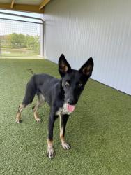 Shelter Stray Female Dog last seen , , TX, 355 Hillshire Dr, Haslet, TX 76052, USA