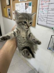 Shelter Stray Female Cat last seen Near block of holly, EVERMAN, TX, 3961 Bluebell Dr, Everman, TX 76140, USA
