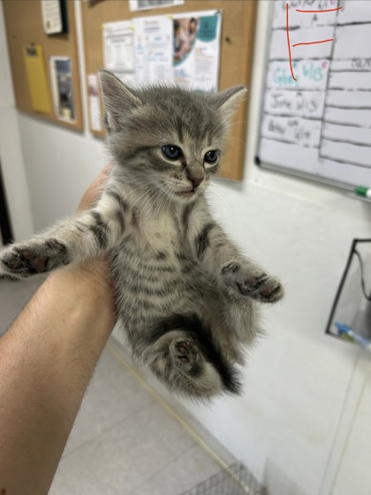 Shelter Stray Female Cat last seen Near block of holly, EVERMAN, TX, 3961 Bluebell Dr, Everman, TX 76140, USA