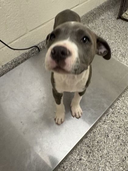 Shelter Stray Female Dog last seen Near Connor Rd, Knox County GP, TN, 3201 Division St, Knoxville, TN 37919, USA