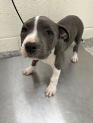 Shelter Stray Female Dog last seen Near Connor Rd, Knox County GP, TN, 3201 Division St, Knoxville, TN 37919, USA
