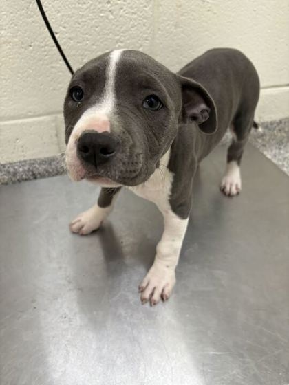 Shelter Stray Female Dog last seen Near Connor Rd, Knox County GP, TN, 3201 Division St, Knoxville, TN 37919, USA