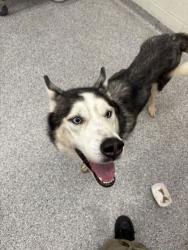 Shelter Stray Male Dog last seen Near Knox Dr, Knox County GP, TN, 3201 Division St, Knoxville, TN 37919, USA