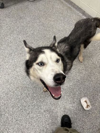 Shelter Stray Male Dog last seen Near Knox Dr, Knox County GP, TN, 3201 Division St, Knoxville, TN 37919, USA