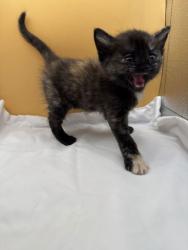 Shelter Stray Female Cat last seen Block of Clearwater Rdg, Knox County GP, TN, 3201 Division St, Knoxville, TN 37919, USA