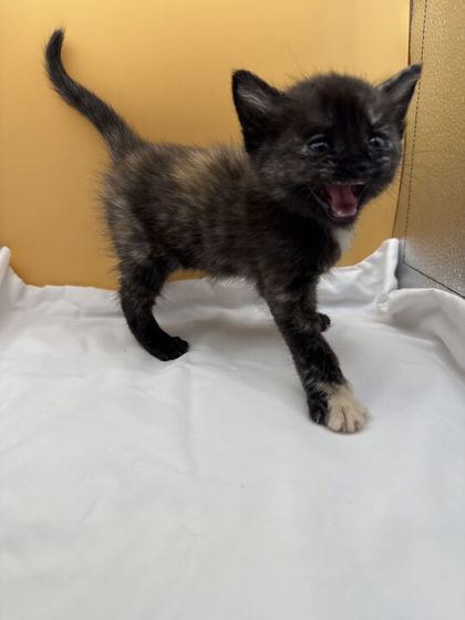 Shelter Stray Female Cat last seen Block of Clearwater Rdg, Knox County GP, TN, 3201 Division St, Knoxville, TN 37919, USA