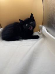Shelter Stray Male Cat last seen Block of Sanders Rd, Knox County GP, TN, 3201 Division St, Knoxville, TN 37919, USA