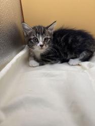 Shelter Stray Female Cat last seen Block of Sanders Rd, Knox County GP, TN, 3201 Division St, Knoxville, TN 37919, USA