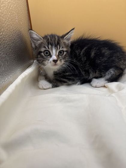 Shelter Stray Female Cat last seen Block of Sanders Rd, Knox County GP, TN, 3201 Division St, Knoxville, TN 37919, USA