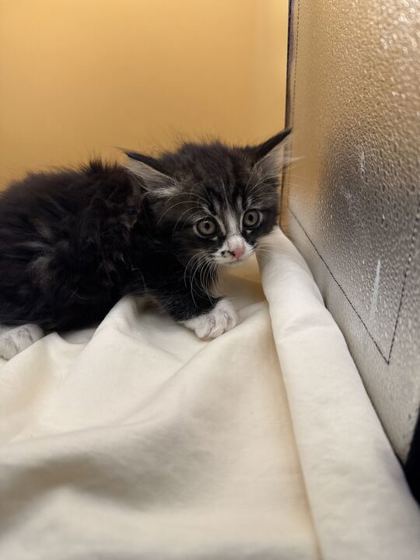 Shelter Stray Male Cat last seen Block of Sanders Rd, Knox County GP, TN, 3201 Division St, Knoxville, TN 37919, USA