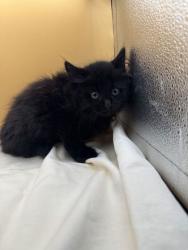 Shelter Stray Male Cat last seen Block of Sanders Rd, Knox County GP, TN, 3201 Division St, Knoxville, TN 37919, USA