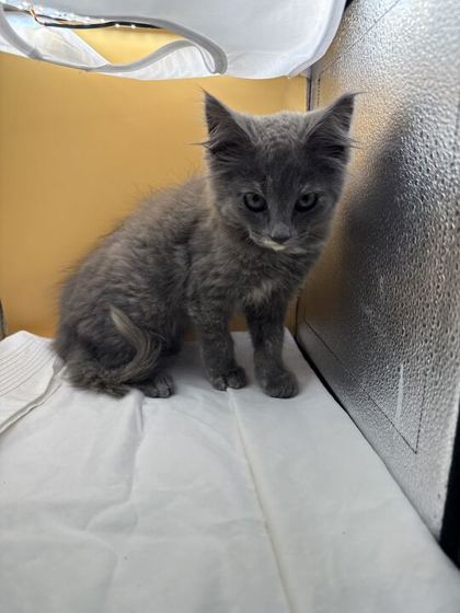 Shelter Stray Female Cat last seen Near Loves Creek Rd, Knox County GP, TN, 3201 Division St, Knoxville, TN 37919, USA