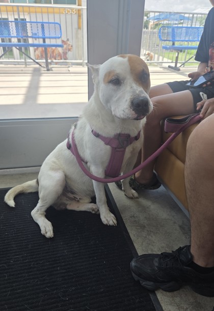 Shelter Stray Male Dog last seen Near Many Oaks Dr, South District, TX, 355 Hillshire Dr, Haslet, TX 76052, USA