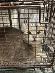 Shelter Stray Female Cat last seen Near Arrow Wood Rd, Knox County ASO, TN, 3201 Division St, Knoxville, TN 37919, USA