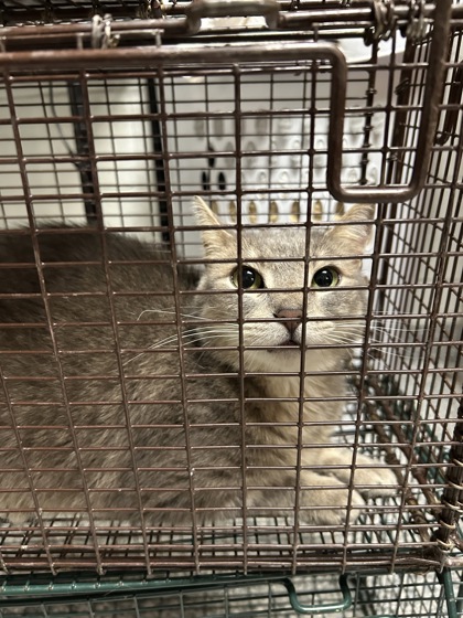 Shelter Stray Female Cat last seen Near Arrow Wood Rd, Knox County ASO, TN, 3201 Division St, Knoxville, TN 37919, USA