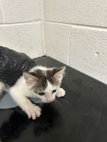 Shelter Stray Female Cat last seen Near Davis Dr, Knox County ASO, TN, 3201 Division St, Knoxville, TN 37919, USA