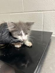 Shelter Stray Male Cat last seen Near Davis Dr, Knox County ASO, TN, 3201 Division St, Knoxville, TN 37919, USA