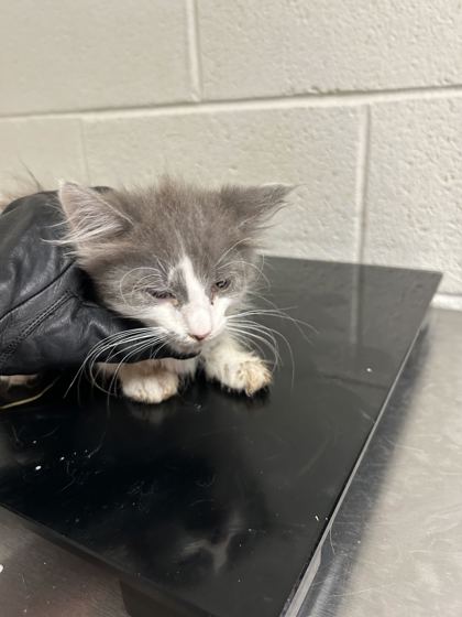 Shelter Stray Male Cat last seen Near Davis Dr, Knox County ASO, TN, 3201 Division St, Knoxville, TN 37919, USA