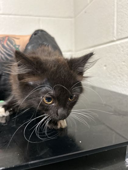 Shelter Stray Male Cat last seen Near Davis Dr, Knox County ASO, TN, 3201 Division St, Knoxville, TN 37919, USA