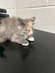 Shelter Stray Female Cat last seen Near Davis Dr, Knox County ASO, TN, 3201 Division St, Knoxville, TN 37919, USA