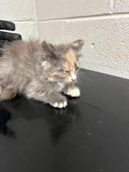 Shelter Stray Female Cat last seen Near Davis Dr, Knox County ASO, TN, 3201 Division St, Knoxville, TN 37919, USA