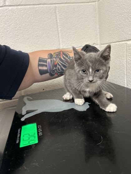 Shelter Stray Male Cat last seen Near Davis Dr, Knox County ASO, TN, 3201 Division St, Knoxville, TN 37919, USA