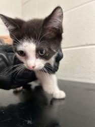 Shelter Stray Male Cat last seen Near Davis Dr, Knox County ASO, TN, 3201 Division St, Knoxville, TN 37919, USA