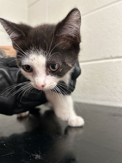 Shelter Stray Male Cat last seen Near Davis Dr, Knox County ASO, TN, 3201 Division St, Knoxville, TN 37919, USA