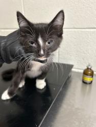 Shelter Stray Male Cat last seen Near Davis Dr, Knox County ASO, TN, 3201 Division St, Knoxville, TN 37919, USA