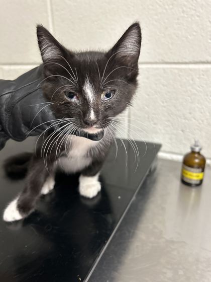 Shelter Stray Male Cat last seen Near Davis Dr, Knox County ASO, TN, 3201 Division St, Knoxville, TN 37919, USA