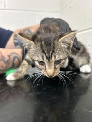 Shelter Stray Male Cat last seen Near Davis Dr, Knox County ASO, TN, 3201 Division St, Knoxville, TN 37919, USA