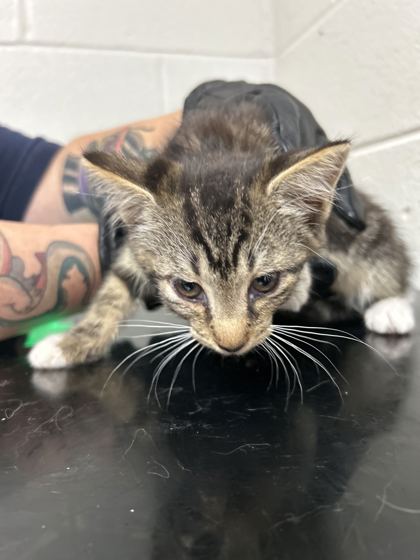 Shelter Stray Male Cat last seen Near Davis Dr, Knox County ASO, TN, 3201 Division St, Knoxville, TN 37919, USA