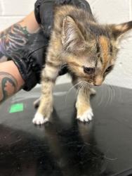 Shelter Stray Female Cat last seen Near Davis Dr, Knox County ASO, TN, 3201 Division St, Knoxville, TN 37919, USA