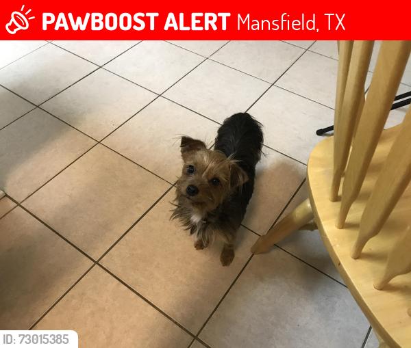 Lost Female Dog last seen Debbie lane, Mansfield, TX 76063