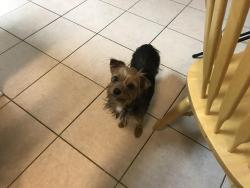 Lost Female Dog last seen Debbie lane, Mansfield, TX 76063