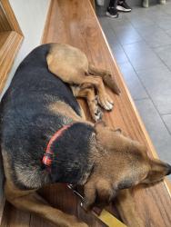 Lost Male Dog last seen South of Merrill corral, Merrill, IA 51038