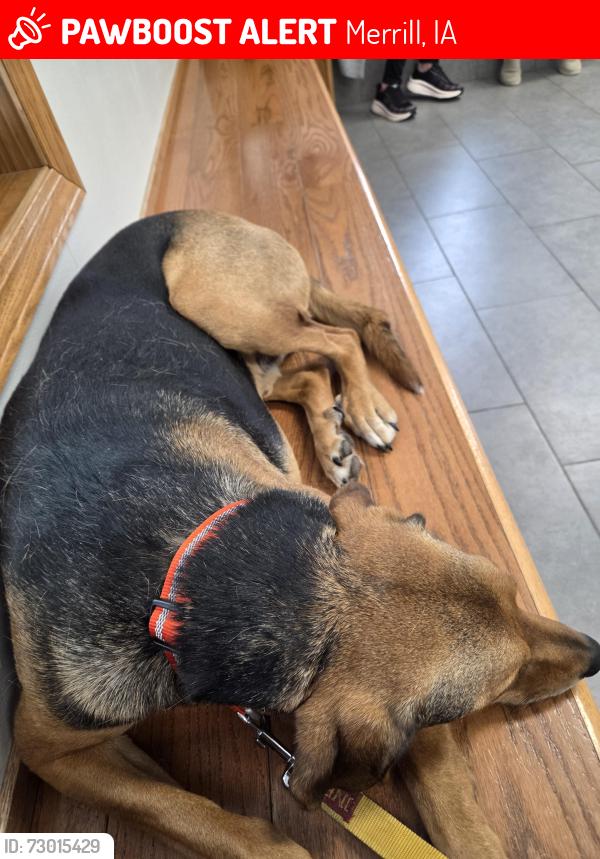 Lost Male Dog last seen South of Merrill corral, Merrill, IA 51038