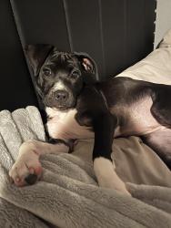 Lost Female Dog last seen Near E Arlington ave, Fort Worth, TX 76104